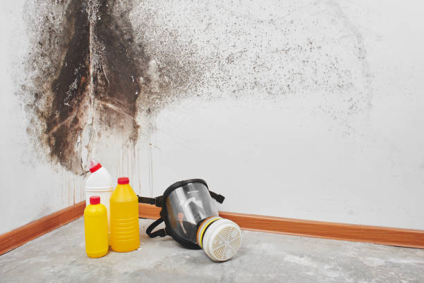 Best Toxic Mold Removal  in Chlicothe, IL