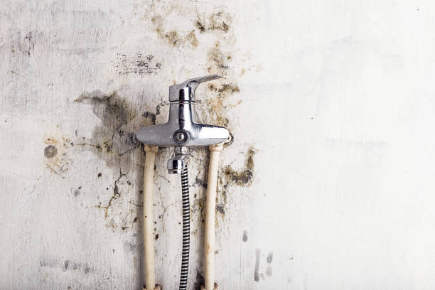 Best Mold Cleaning Services  in Chlicothe, IL
