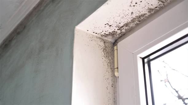 Best Mold Damage Repair  in Chlicothe, IL