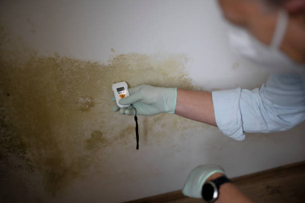 Best Mold Testing  in Chlicothe, IL