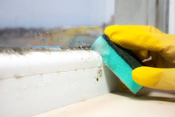 Best Crawl Space Mold Removal  in Chlicothe, IL