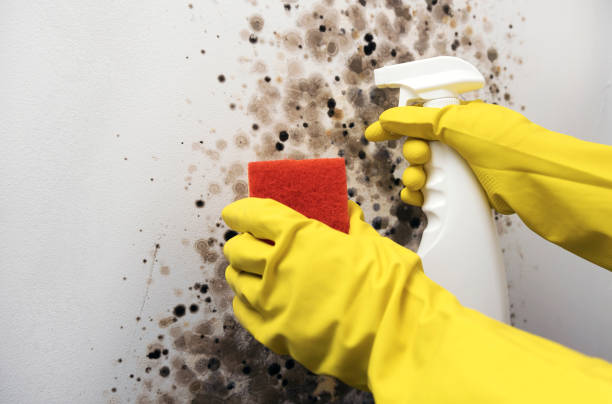 Best Mold Inspection  in Chlicothe, IL