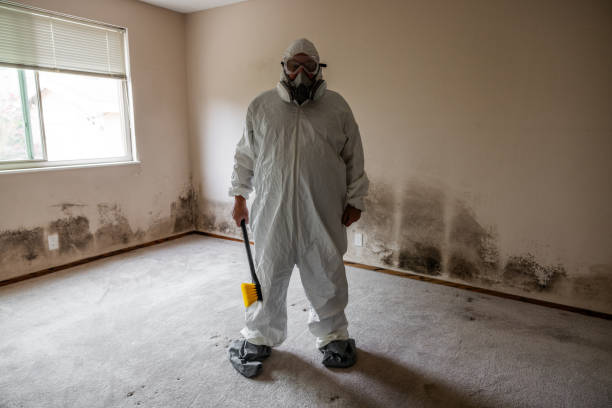 Best Black Mold Removal  in Chlicothe, IL