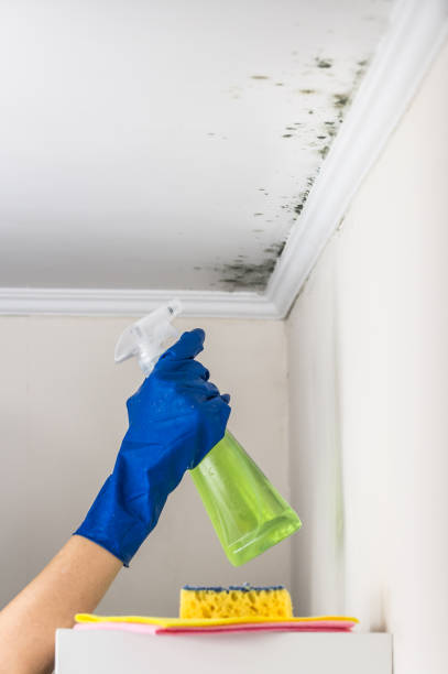 Best Commercial Mold Removal  in Chlicothe, IL